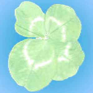 Trifolium Blatt