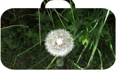iga-koffer_bearbeitet-1