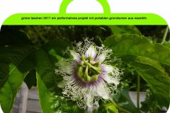 iga-taschen