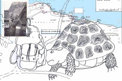 die-reise-der-schildkroete