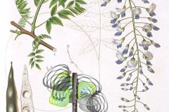 flora7
