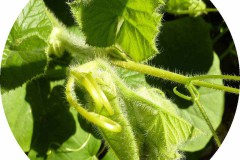 der-andere-garten-digitaldrucke-1