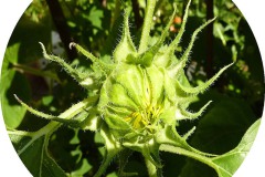 der-andere-garten-digitaldrucke-2