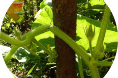 der-andere-garten-digitaldrucke-3