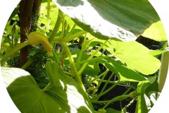 der-andere-garten-digitaldrucke-4