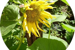 der-andere-garten-digitaldrucke-5
