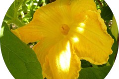 der-andere-garten-digitaldrucke-6