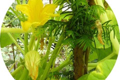der-andere-garten-digitaldrucke-8