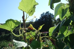 hortus_conclusus_5
